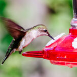 Hummingbird Food Recipe