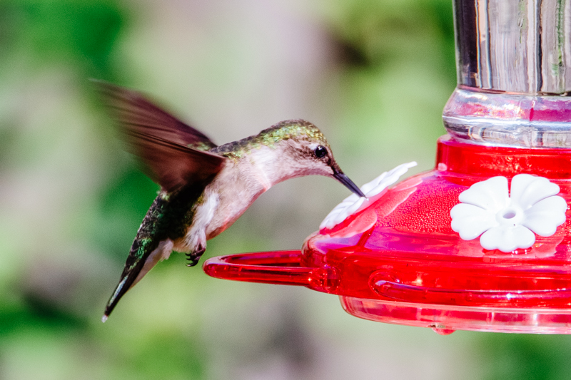 Hummingbird Food Recipe Won T Harm Birds Elizabeth Rider,Maternal Grandparents Clipart